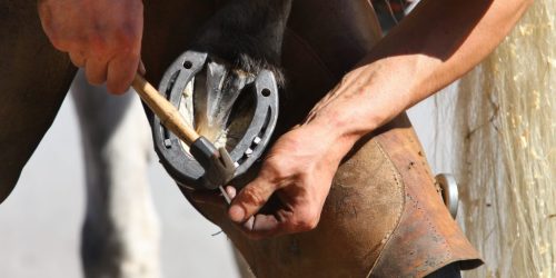 Farrier attaches horseshoe to the hoof