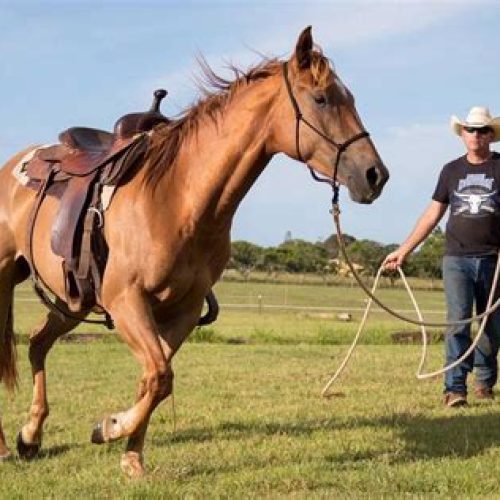 horse training